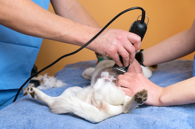 Foto médico veterinario con ayudante de perro de afeitado, preparándose para la operación.