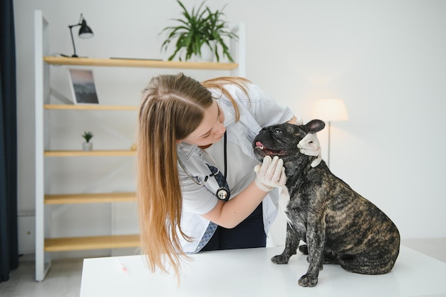 Médico veterinario con bulldog francés en ambulancia veterinaria