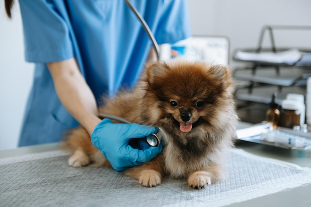 Médico veterinario y cachorro Pomerania en ambulancia veterinaria en clínica veterinariaxAxAxA