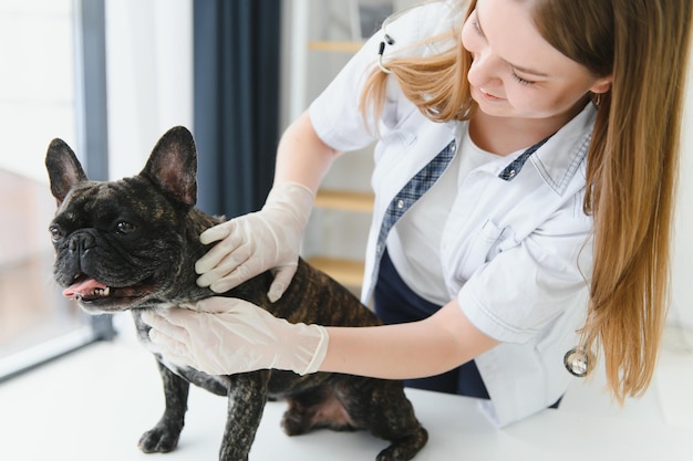 Médico veterinário com bulldog francês na ambulância veterinária