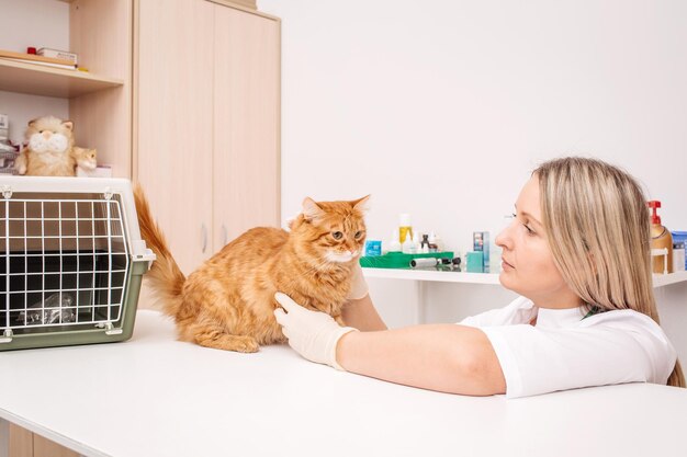 Médico veterinário com estetoscópio examinando gato na clínica veterinária