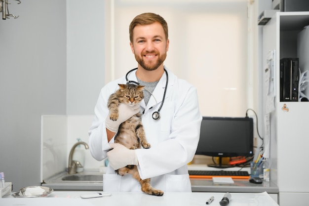 Médico veterinario comprobando gato en una clínica veterinaria