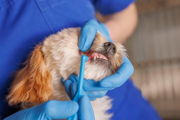 médico veterinário escova os dentes de um cão com uma escova especial tratamento dentário de close-up para animais