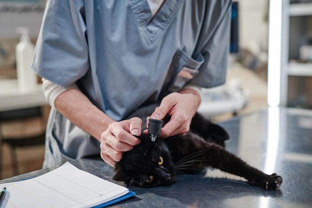 Médico veterinario escuchando gato en la clínica