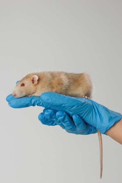 Médico veterinário está fazendo um check-up de um ratinho pequeno na clínica.