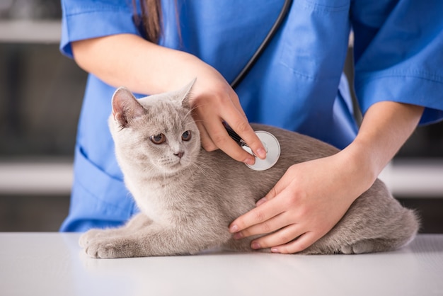 Médico veterinario está haciendo un chequeo de un gato lindo.