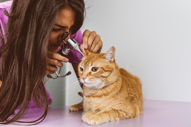 El médico veterinario está haciendo un chequeo de un lindo gato hermoso. Concepto veterinario.