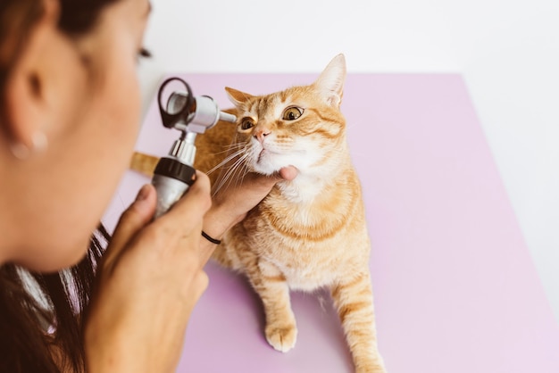 El médico veterinario está haciendo un chequeo de un lindo gato hermoso. Concepto veterinario.