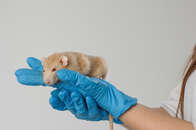 El médico veterinario está haciendo un chequeo de una pequeña rata en la clínica.