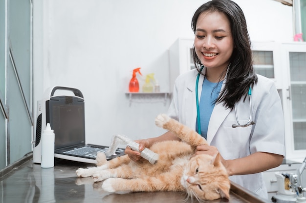 Médico veterinario está haciendo un examen de ultrasonido de un lindo gato hermoso en la clínica