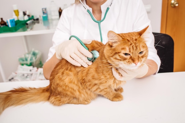 Médico veterinario con estetoscopio revisando gato en la clínica veterinaria