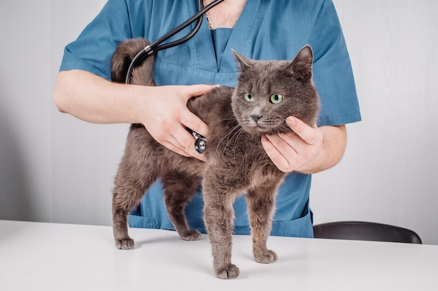 Médico veterinario con estetoscopio revisando gato en la clínica veterinaria