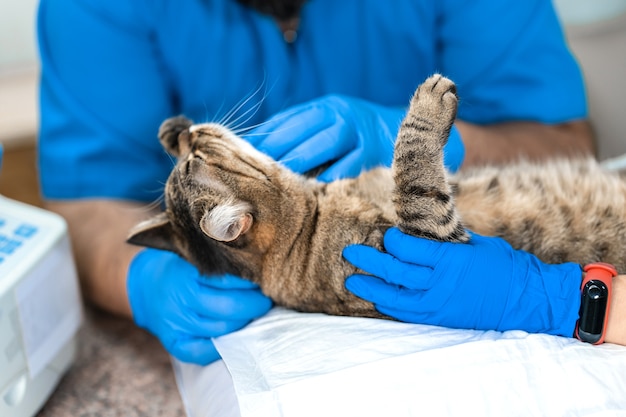 Médico veterinario examen de los órganos internos de un gato en una clínica veterinaria