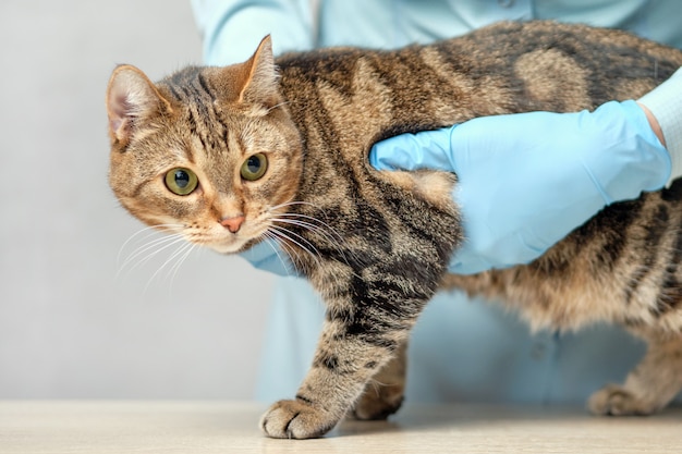 Médico veterinario examina un gato.