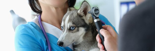 Médico veterinário examina orelhas do pequeno husky