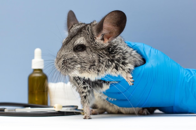 Médico veterinario examinando linda chinchilla con estetoscopio en mesa blanca, primer plano