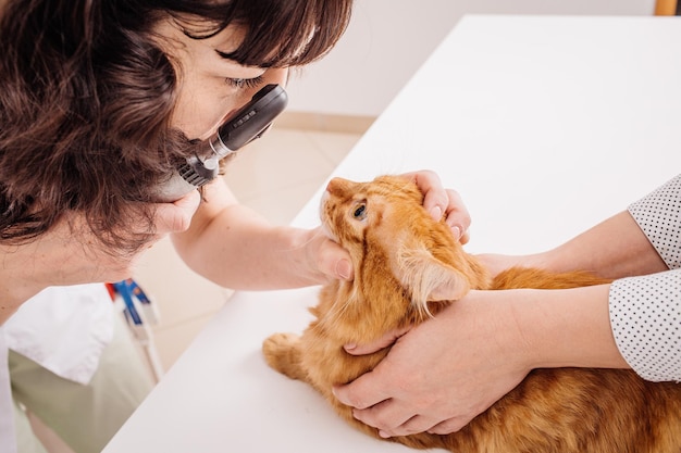 Médico veterinario examinando los ojos de gato mascota en la clínica veterinaria