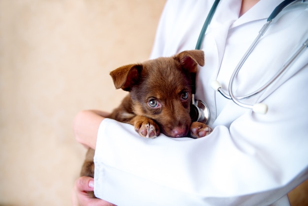 Médico veterinário examinando um cachorro