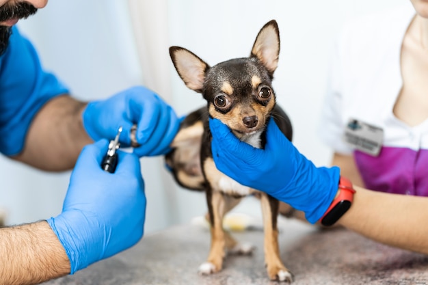 Médico veterinário examinando um chihuahua fofo