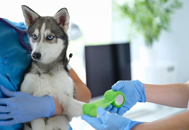 Médico veterinário fazendo curativos em uma pata quebrada de cachorro na clínica