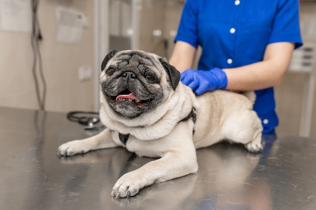 Médico veterinario femenino profesional joven mantenga perro pug antes del examen en clínica veterinaria.