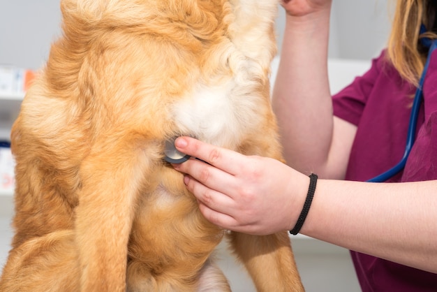 Médico veterinario femenino que usa el estetoscopio para el examen lindo del perro