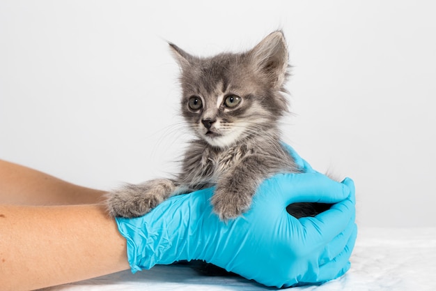 Un médico veterinario de gatos con guantes sostiene un gatito gris.