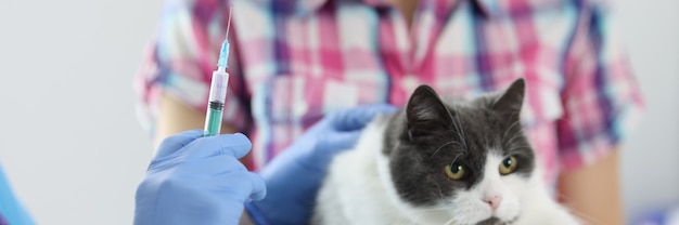 Médico veterinario en guantes da una inyección a gato