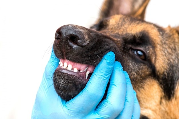 Médico veterinario en guantes revisa los dientes de leche infantil de un joven cachorro de pastor alemán