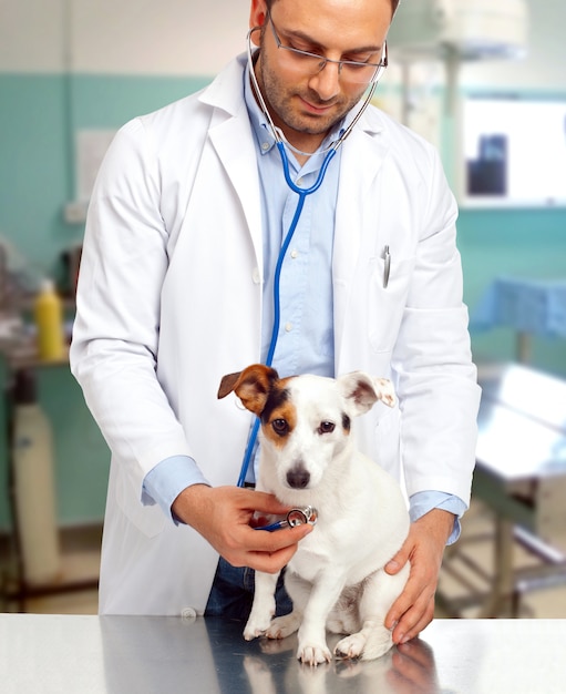 Foto médico veterinario con jack russell.