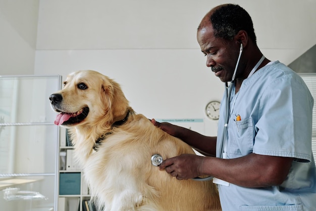 Médico veterinário maduro africano ouvindo batimentos cardíacos de cachorro com estetoscópio durante exame médico