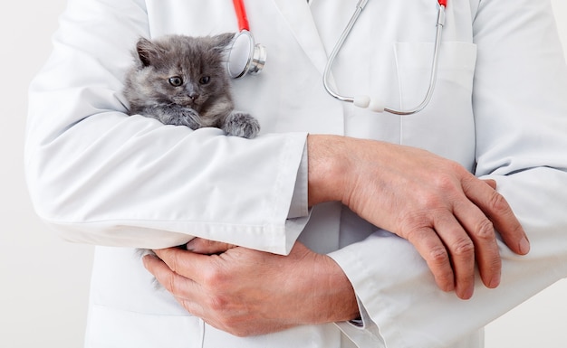 Médico veterinario manos en uniforme blanco con estetoscopio con gatito gris esponjoso bebé gato en vete ...