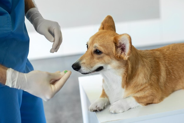 Foto médico veterinário masculino dando uma pílula ao pembroke welsh corgi durante o exame na clínica veterinária