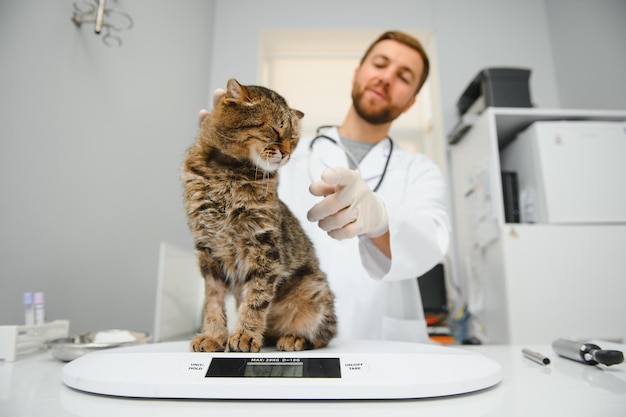 El médico veterinario masculino con un estetoscopio en una clínica veterinaria realiza un examen y un examen médico del concepto de gato doméstico de atención médica veterinaria para la salud de las mascotas