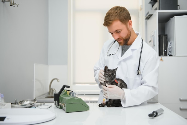 El médico veterinario masculino con un estetoscopio en una clínica veterinaria realiza un examen y un examen médico del concepto de gato doméstico de atención médica veterinaria para la salud de las mascotas