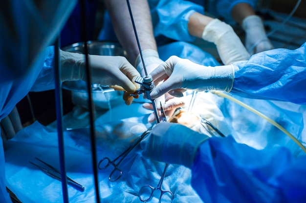 Médico veterinário na sala de operação para tomadas cirúrgicas laparoscópicas com iluminação artística.