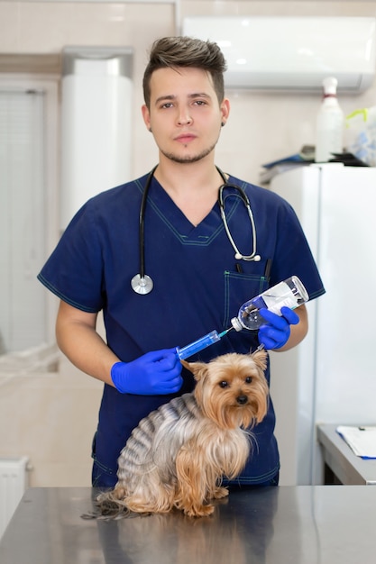 Médico veterinário profissional vacina um cão pequeno da raça yorkshire terrier