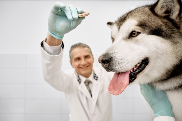 Médico veterinário que alimenta o cão grande na clínica.