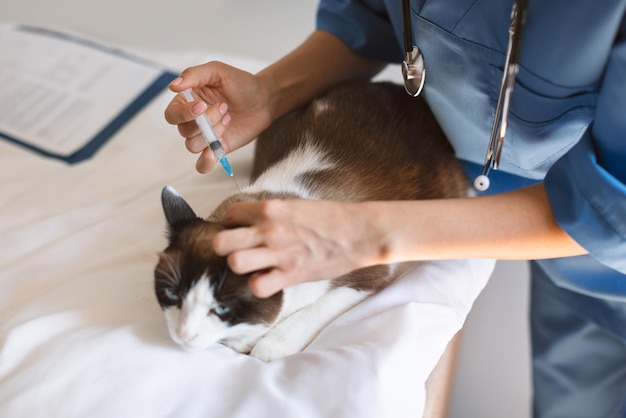 Médico veterinario que proporciona medicamentos que inyectan al gato con medicamentos en la clínica