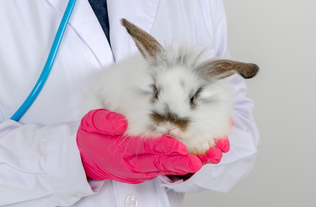 Médico veterinário segurando um coelho bebê branco na clínica médica