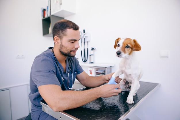 Médico veterinário sobre ti curar um cão ferido