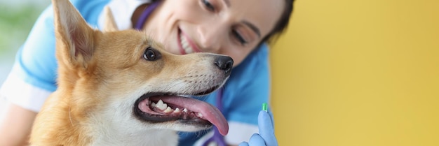 Médico veterinario sosteniendo una cápsula verde de medicamento frente a un perro en la clínica de drogas para mascotas