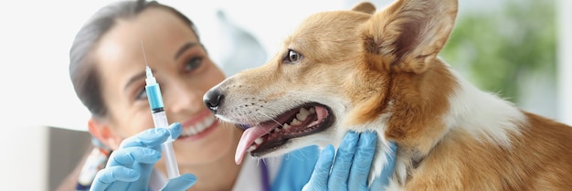 El médico veterinario sostiene la jeringa con la aguja frente al concepto de vacunación de mascotas para perros