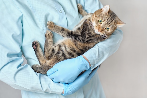 Médico veterinario tiene un gato animal en sus manos.