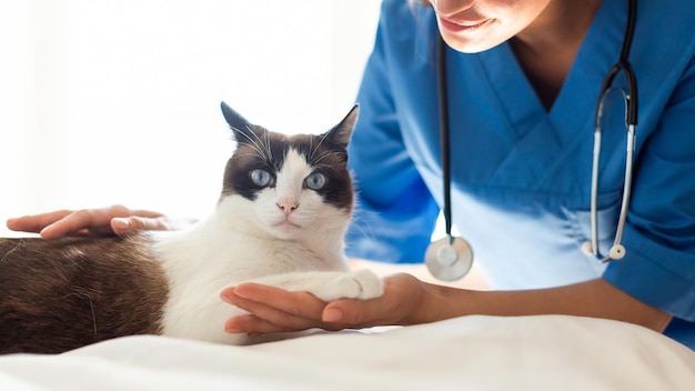 Médico veterinário tratando paciente gato doméstico durante diagnóstico na clínica