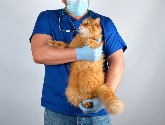 Médico veterinario en uniforme azul con gran gato rojo esponjoso