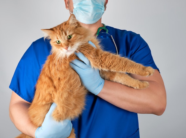 Médico veterinario en uniforme azul con gran gato rojo esponjoso