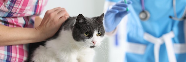 Médico veterinário vacinando gato na clínica veterinária