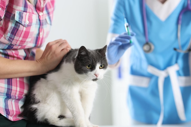 Médico veterinario vacunando al gato en la clínica veterinaria