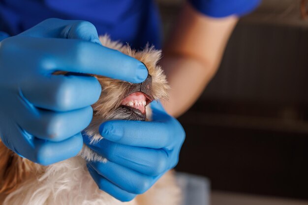 Foto médico veterinário verifica os dentes dos cães de perto tratamento dentário para animais